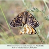 melitaea interrupta akhaltsikhe in copula 1